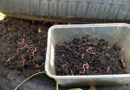 Worm Farm Science Project for Kids